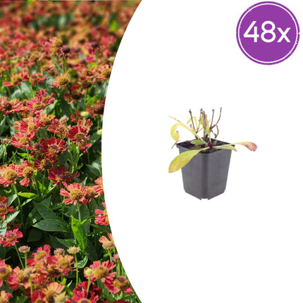 Helenium Moerheim Beauty – 48 Pflanzen – Ø9cm – Höhe 10-25cm – Sonnenbraut Staude – Gelb Orange Sommerblüher