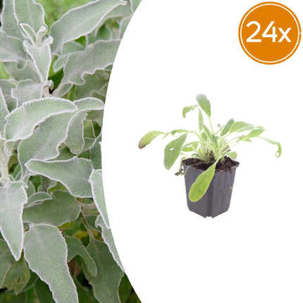 Stachys byzantina Eselsohren – 24 Pflanzen – Ø9cm – Höhe 10-25cm – Silberlaub Bodendecker für sonnige Beete, Steingarten & Rabatten