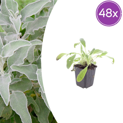 Stachys byzantina Eselsohren – 48 Pflanzen – Ø9cm – Höhe 10-25cm – Silberlaub Bodendecker für sonnige Beete, Steingarten & Randbepflanzung