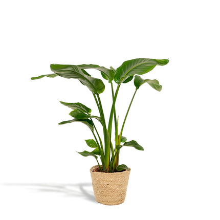 Baum – Strelitzie – Strelitzia Nicolai – Zimmerpflanze Ø19cm ↕90cm im dekorativen Korb Selin – Luftreinigende Tropenpflanze für Wohnzimmer & Büro