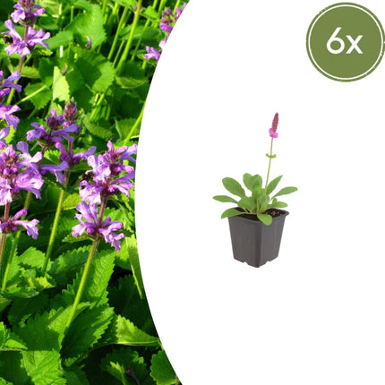 Stachys monieri Hummelo – 6 Pflanzen Ø9cm – Höhe10-25cm – Blühende Staude für Beet Präriegarten Rabatte – winterhart pflegeleicht bienenfreundlich
