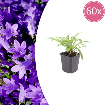 Pfirsichblättrige Glockenblume Campanula persicifolia ‘Coerulea’ – 10-25cm – Ø9cm – Blaue Staude für Sonne & Halbschatten