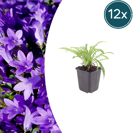 Pfirsichblättrige Glockenblume Campanula persicifolia ‘Coerulea’ – 12 Pflanzen – 10-25cm – Ø9cm – Blaue Staude für Sonne & Halbschatten