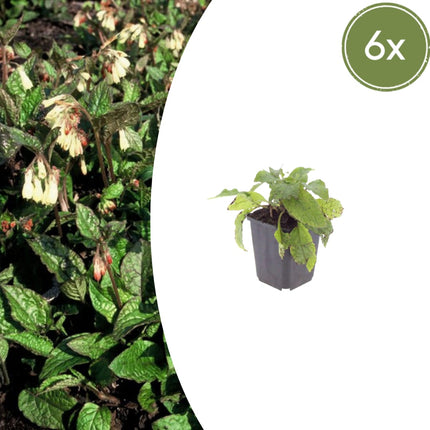 Symphytum grandiflorum – 6 Pflanzen Ø9cm – Höhe10-25cm – Frühblühender Bodendecker für Schatten & Halbschatten – Cremegelbe Blüten