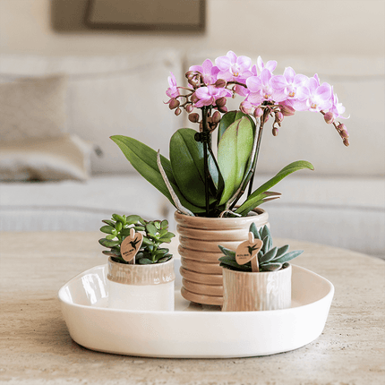 Übertopf Tree sand Ø6cm – Mini Blumentopf mit Struktur – neutraler Keramik – Übertopf für kleine Zimmerpflanzen, Orchideen & Sukkulenten