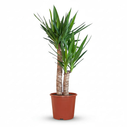 Yucca Elephantipes Palmlilie Zimmerpflanze 80-90cm 21cm Pflegeleichte Grünpflanze für Wohnzimmer Büro & Innenräume