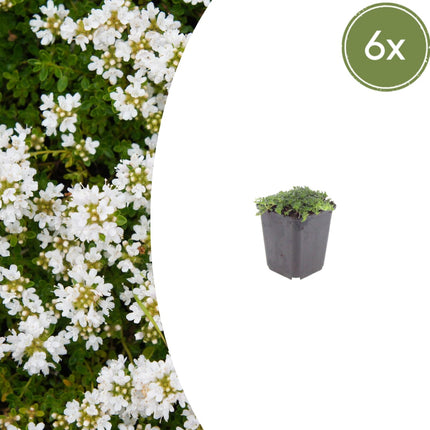 Thymian Thymus praecox Albiflorus Bodendecker – 6 Pflanzen – Ø9cm – Höhe 10-25cm – Weiß blühender Polsterthymian – Winterhart – Für Steingarten & Beet