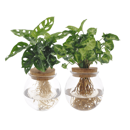 Hydroponie Pflanzenset – Bolglas Duo mit Monstera Adansonii & Syngonium Green – Ø12cm – ↕12-30cm – 2 Wasserpflanzen im Glas