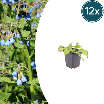 Symphytum grandiflorum Wisley Blue – 12 Pflanzen – Ø9cm – Höhe 10-25cm – Blauer Beinwell – Bodendecker für Schattenbeet – Winterharte Staude