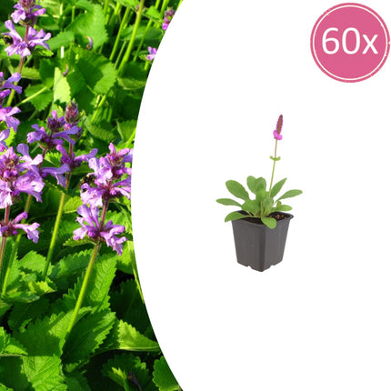 Stachys monieri Hummelo – 60 Pflanzen Ø9cm – Höhe10-25cm – Rosa Blütenstaude für Beet & Präriegarten – Bienenfreundlich winterhart – Flächenbepflanzung