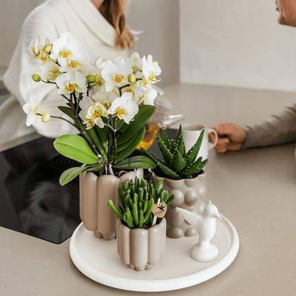 Geschenkset Slow Living – Weiße Phalaenopsis Orchidee mit 2-3 Trieben & 2 Grünpflanzen – Beige Keramiktöpfe auf weißem Tablett