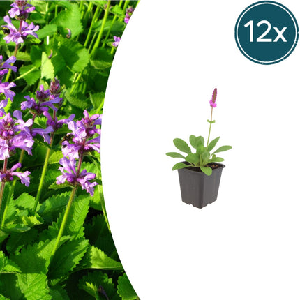 Stachys monieri Hummelo – 12 Pflanzen Ø9cm – Höhe10-25cm – Rosa Blütenstaude für Beet & Präriegarten – Bienenfreundlich winterhart – Pflegeleichte Gartenstaude