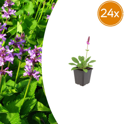 Stachys monieri Hummelo – 24 Pflanzen Ø9cm – Höhe10-25cm – Rosa Blütenstaude für Beet & Präriegarten – Bienenfreundlich winterhart – Pflegeleichte Flächenstaude