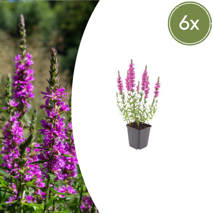 Lythrum salicaria Blutweiderich – 6 Pflanzen Ø9cm – Höhe10-25cm – Rosa purpurne Blütenstaude für Teichrand & Feuchtbeet – Pflegeleicht