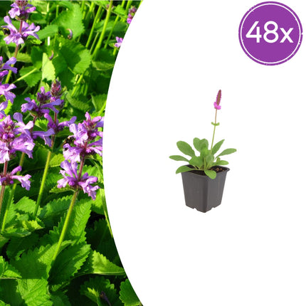 Stachys monieri Hummelo – 48 Pflanzen Ø9cm – Höhe 10-25cm – Rosa Blütenstaude für Beet & Präriegarten – Bienenfreundlich winterhart – Flächenbepflanzung