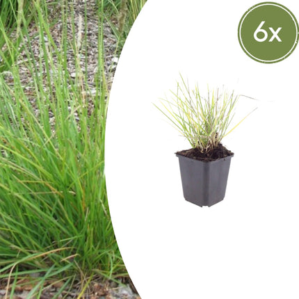 Sesleria autumnalis – 6 Pflanzen – Ø9cm – Höhe 10-25cm – Winterhartes Ziergras – Goldbraune Herbstfärbung