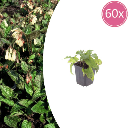 Symphytum grandiflorum – 60 Pflanzen – Ø9cm – Höhe 10-25cm – Großblütiger Beinwell – Bodendecker für Schattenbeet – Winterharte Staude