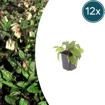 Symphytum grandiflorum – 12 Pflanzen Ø9cm – Höhe10-25cm – Frühblühender Bodendecker für Schatten & Halbschatten – Cremegelbe Blüten