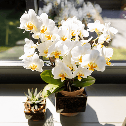 Classy Cube Ziertopf Ø9cm – Quadratischer Keramik – Blumentopf in Braun – Glänzende Oberfläche für Orchideen & Zimmerpflanzen – Übertopf mit Retro