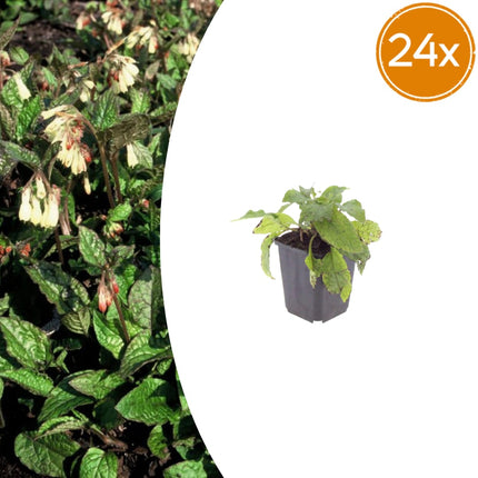 Symphytum grandiflorum – 24 Pflanzen – Ø9cm – Höhe 10-25cm – Winterharter Bodendecker für Schattenbeet, Unterpflanzung & Naturgarten