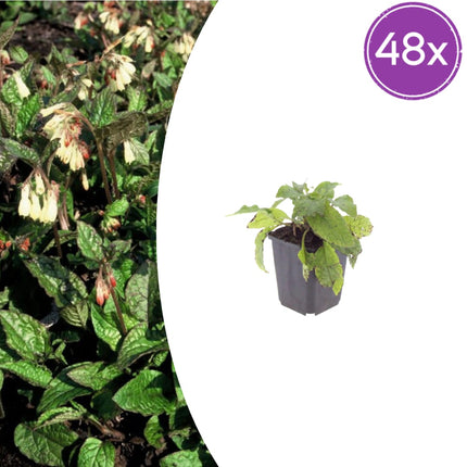 Symphytum grandiflorum – 48 Pflanzen – Ø9cm – Höhe 10-25cm – Großblütiger Beinwell – Bodendecker für Schattenbeet – Winterharte Staude