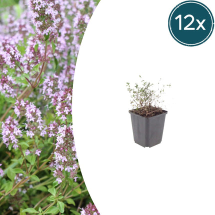 Thymus vulgaris Gartenthymian – 12 Pflanzen – Ø9cm – Höhe 10-25cm – Winterhartes Küchenkraut – Aromatisch