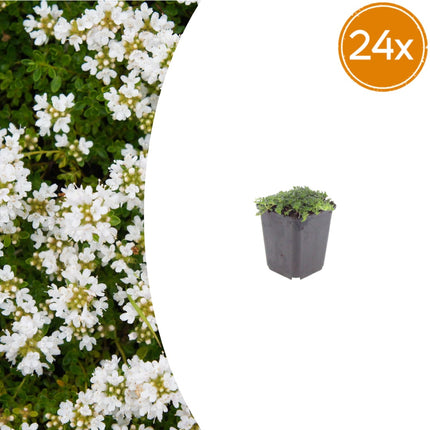 Thymian Thymus praecox Albiflorus Bodendecker – 6 Pflanzen – Ø9cm – Höhe 10-25cm – Weiß blühender Polsterthymian – Winterhart – Für Steingarten & Beet