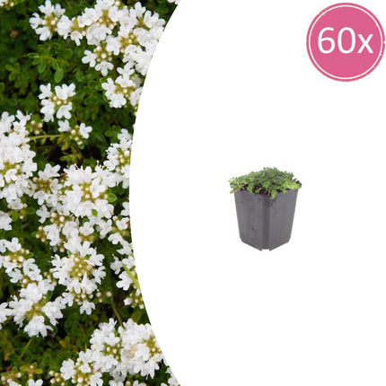 Thymian Thymus praecox Albiflorus Bodendecker – 60 Pflanzen – Ø9cm – Höhe 10-25cm – Weiß blühender Polsterthymian – Winterhart