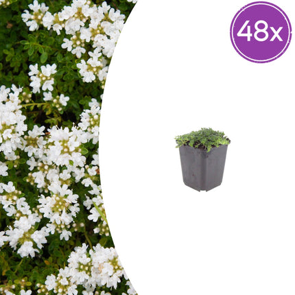 Thymian Thymus praecox Albiflorus Bodendecker – 48 Pflanzen – Ø9cm – Höhe 10-25cm – Weiß blühender Polsterthymian – Winterhart