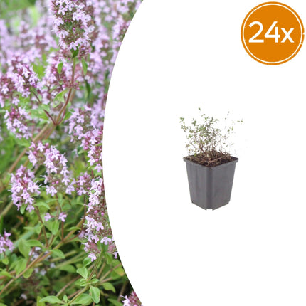 Thymus vulgaris Gartenthymian – 24 Pflanzen – Ø9cm – Höhe 10-25cm – Winterhartes Küchenkraut