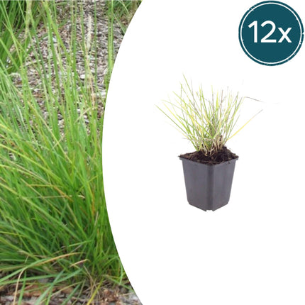 Sesleria autumnalis – 12 Pflanzen – Ø9cm – Höhe 10-25cm – Winterhartes Ziergras – Goldbraune Herbstfärbung