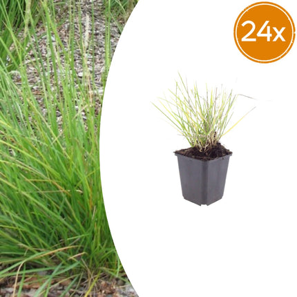 Sesleria autumnalis – 24 Pflanzen – Ø9cm – Höhe 10-25cm – Winterhartes Ziergras – Goldbraune Herbstfärbung