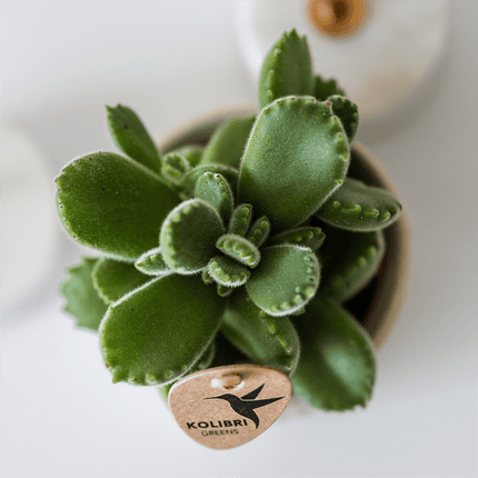 Übertopf Tree Travertine Ø6cm – Mini Blumentopf in Naturstein – Optik – strukturierter Keramik – Übertopf in neutralem Ton