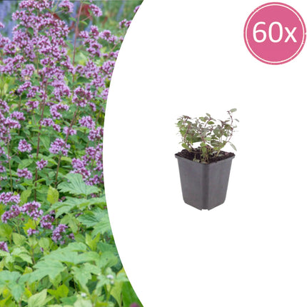 Origanum laevigatum Herrenhausen – 60 Pflanzen – Ø9cm – Höhe 10-25cm – Winterharter Zieroregano – Bienenfreundlich