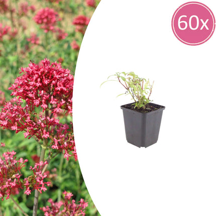 Rote Spornblume Centranthus ruber Coccineus – 60 Pflanzen – Sommerblühende Staude für Sonne & trockene Standorte – 10-25cm – Ø9cm