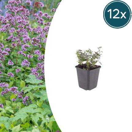 Origanum laevigatum Herrenhausen – 12 Pflanzen – Ø9cm – Höhe 10-25cm – Winterharter Zieroregano – Bienenfreundlich