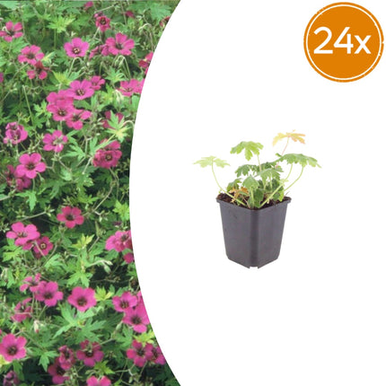 Geranium macrorrhizum Bevan's Variety – 24 Pflanzen – Ø9cm – Höhe 10-25cm – Winterharte Bodendecker Staude – Rosa Blüten – Pflegeleicht für Beet & Garten