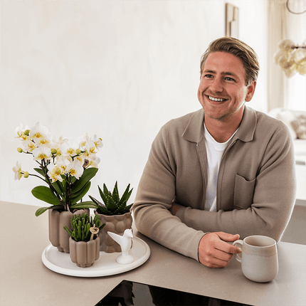 Geschenkset Slow Living – Weiße Phalaenopsis Orchidee mit 2-3 Trieben & 2 Grünpflanzen – Beige Keramiktöpfe auf weißem Tablett