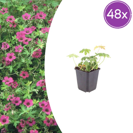 Geranium macrorrhizum Bevan's Variety – 48 Pflanzen – Ø9cm – Höhe 10-25cm – Winterharte Bodendecker Staude – Rosa Blüten – Pflegeleicht für Beet & Garten