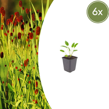 Sanguisorba officinalis Tanna – 6 Pflanzen – Ø9cm – Höhe 10-25cm – Winterharte Staude – Dunkelrote Blütenähren – Für Beet, Naturgarten & Präriegarten