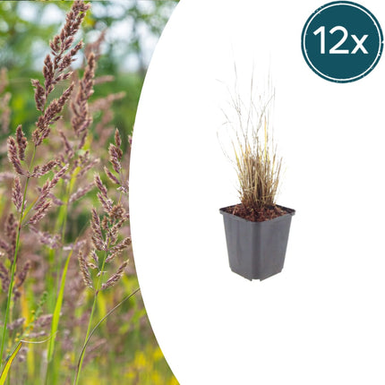 Calamagrostis brachytricha – 12 Pflanzen Diamantgras – 10-25cm – Ø9cm – Winterhartes Ziergras mit rosafarbenen Blütenrispen