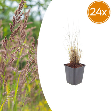 Diamantgras Calamagrostis brachytricha – 24 Pflanzen – 10-25cm – Ø9cm – Winterhartes Ziergras mit rosafarbenen Blütenrispen