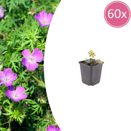 Geranium sanguineum Blut – Storchschnabel – 60 Pflanzen Ø9cm – Höhe 10-25cm – Rosa rote Blütenstaude für sonnige Beete & Steingarten