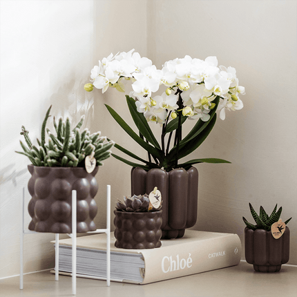 Weiße Phalaenopsis Orchidee – Zürich – Ø9cm – Elegante blühende Zimmerpflanze mit 2-3 kräftigen Trieben