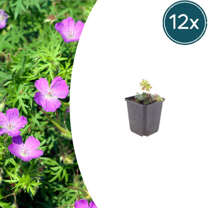 Geranium sanguineum Blut – Storchschnabel – 12 Pflanzen Ø9cm – Höhe10-25cm – Rosa rote Blütenstaude für sonnige Beete & Steingarten