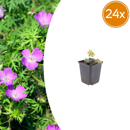 Geranium sanguineum Blut – Storchschnabel – 24 Pflanzen Ø9cm – Höhe10-25cm – Rosa rote Blütenstaude für sonnige Beete & Steingarten – Flächendecker