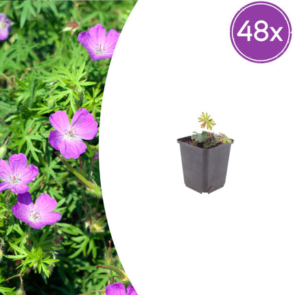 Geranium sanguineum Blut – Storchschnabel – 48 Pflanzen Ø9cm – Höhe10-25cm – Rosa rote Blütenstaude für sonnige Beete & Steingarten