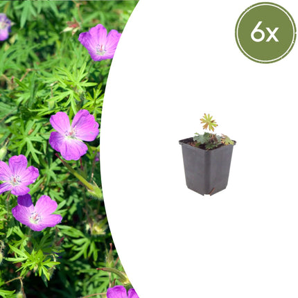 Geranium sanguineum Blut – Storchschnabel – 6 Pflanzen Ø9cm – Höhe10-25cm – Blühende Staude für Beet Steingarten Bodendecker