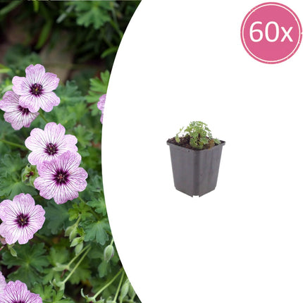 Geranium cinereum Ballerina – 60 Pflanzen – Ø9cm – Höhe 10-25cm – Winterharte Staude – Zartrosa Blüten – Pflegeleicht für Steingarten, Beet & Kübel
