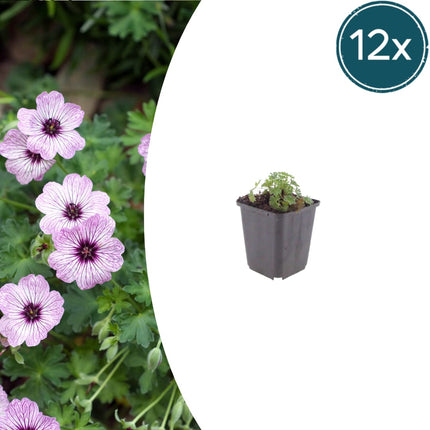 Geranium cinereum Ballerina – 12 Pflanzen – Ø9cm – Höhe 10-25cm – Winterharte Staude – Zartrosa Blüten – Pflegeleicht für Steingarten, Beet & Kübel